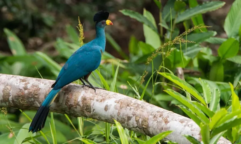 Kibale forest national park birds