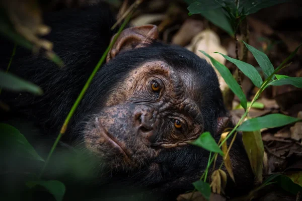 Kibale Forest Adventures Kibale Forest Adventures