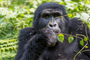 3 Days Gorilla Trekking in Volcanoes National Park