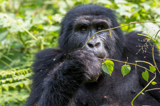 3 Days Gorilla Trekking in Volcanoes National Park