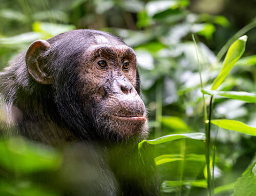 3 Days Kibale Budget Safari