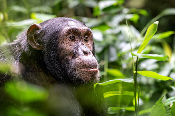 3 Days Kibale Budget Safari