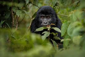 3 Days Uganda Gorilla Trekking Safari from Kigali