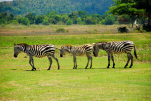 5 Days Rwanda Gorillas and Akagera National Park Safari