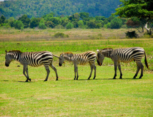 5 Days Rwanda Gorillas and Akagera National Park Safari