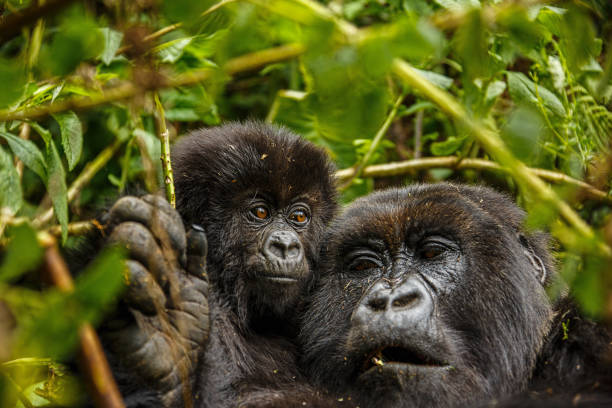 5 Days Uganda Gorillas and Chimpanzee Habituation Safari