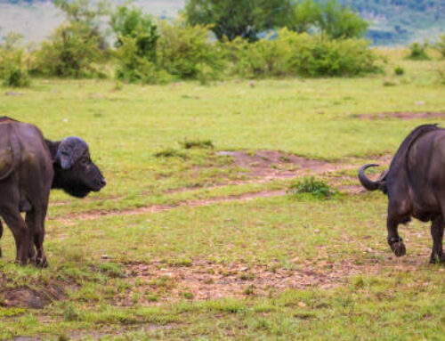 7 Days Volcanoes, Akagera, and Nyungwe Safari