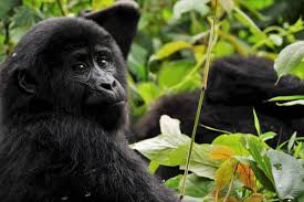 8 Days Uganda Gorillas and Chimpanzees Luxury Safari