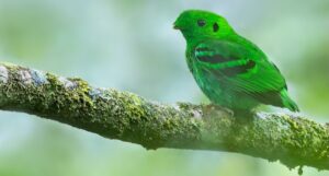 Birds of Kibale National Park