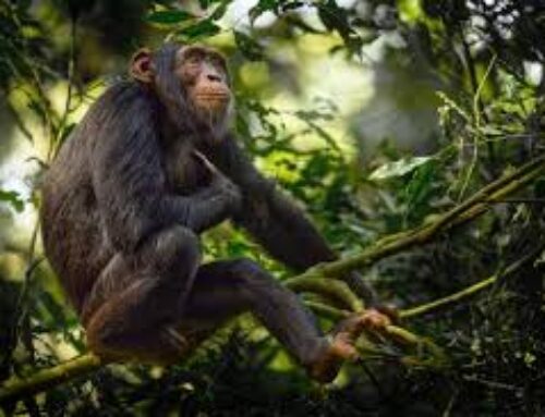 Chimpanzee Trekking in Kibale Vs Nyungwe