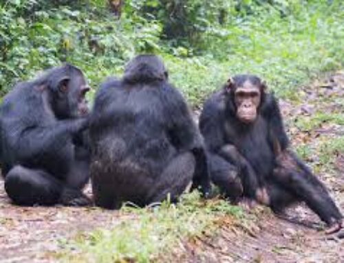 Which Island in Uganda is Famous for Chimpanzees?