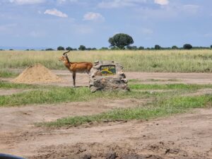Kibale and Queen Elizabeth Parks