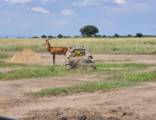 Combining Kibale and Queen Elizabeth National Parks