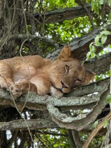 4 Days Kibale Chimps and Lion Tracking Safari