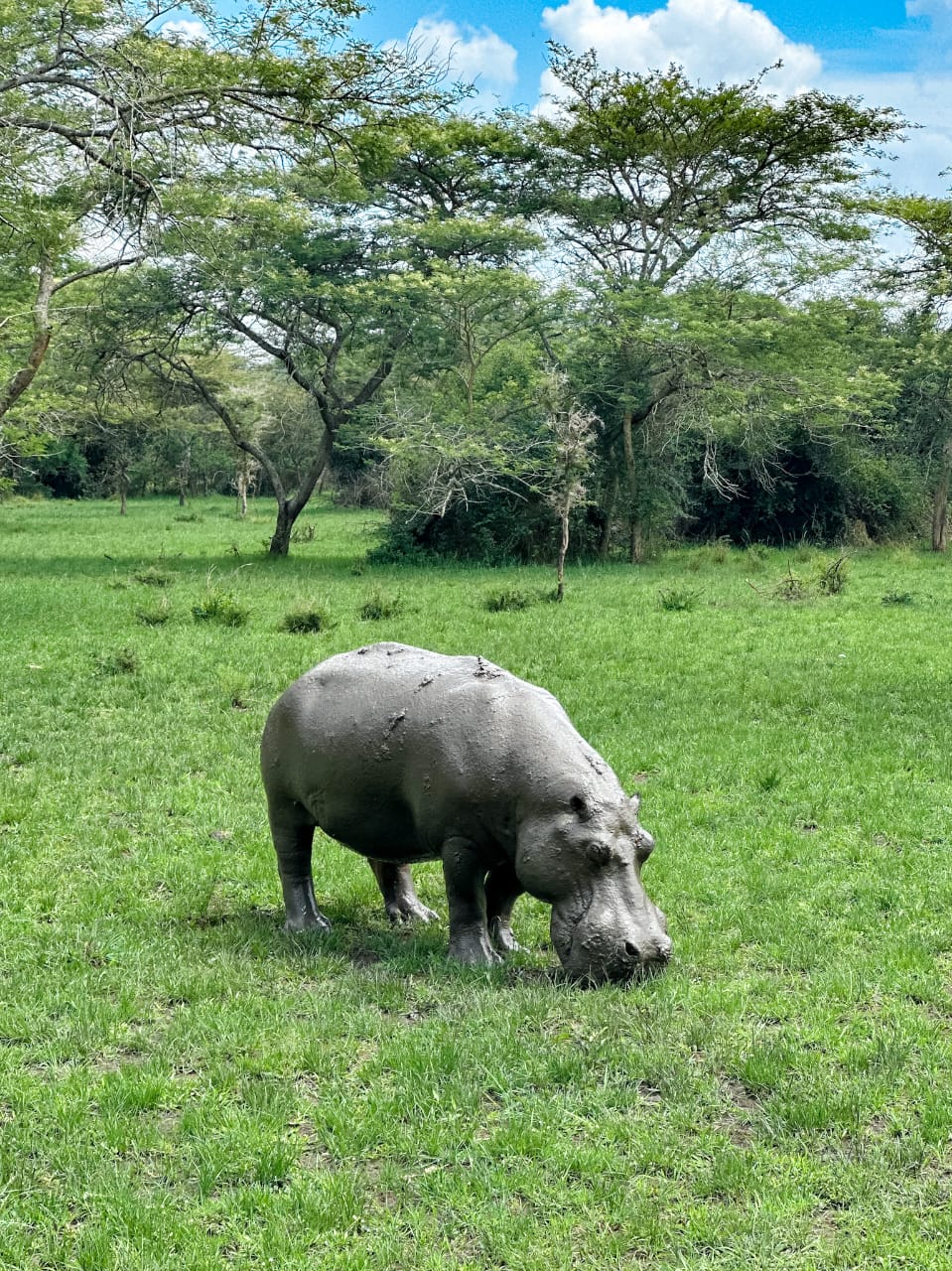 6 Days Murchison Kibale Queen Elizabeth Parks Safari