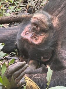 9 Days Uganda Luxury Primates Safari