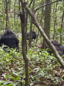 3 Days Kibale Chimpanzee Habituation Safari