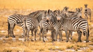 4 Days Kidepo Valley National Park Safari