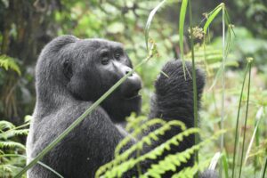 5 Days Uganda Chimpanzees and Gorillas Safari