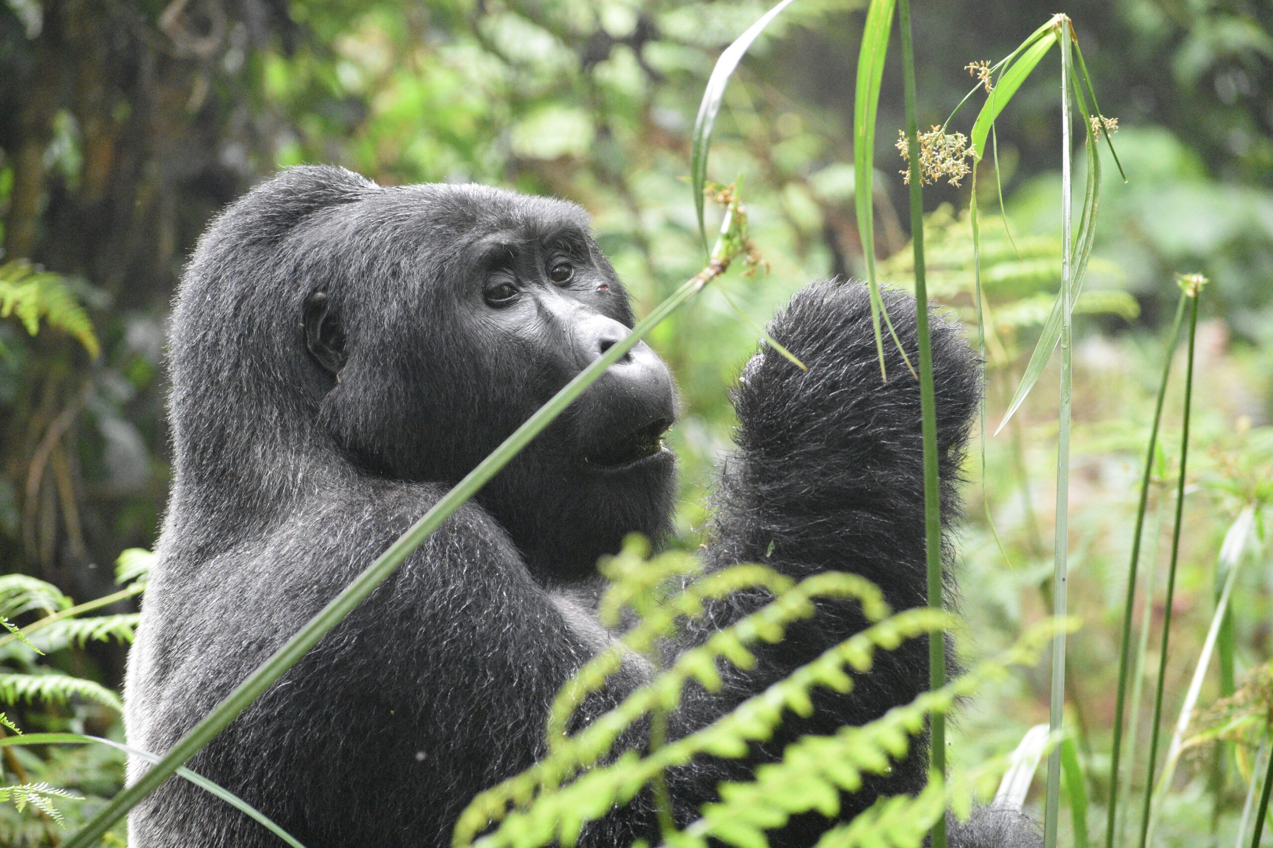 5 Days Uganda Chimpanzees and Gorillas Safari
