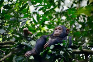 10 Days Uganda Chimpanzee and Wildlife Safari