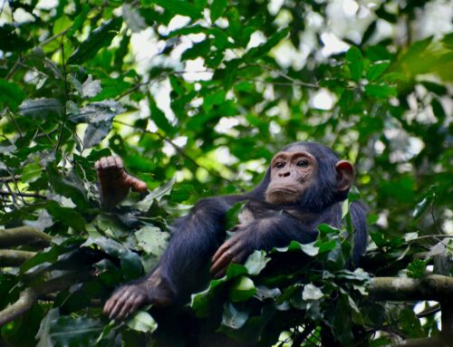 Is Chimpanzee Trekking in Kibale Worth It?