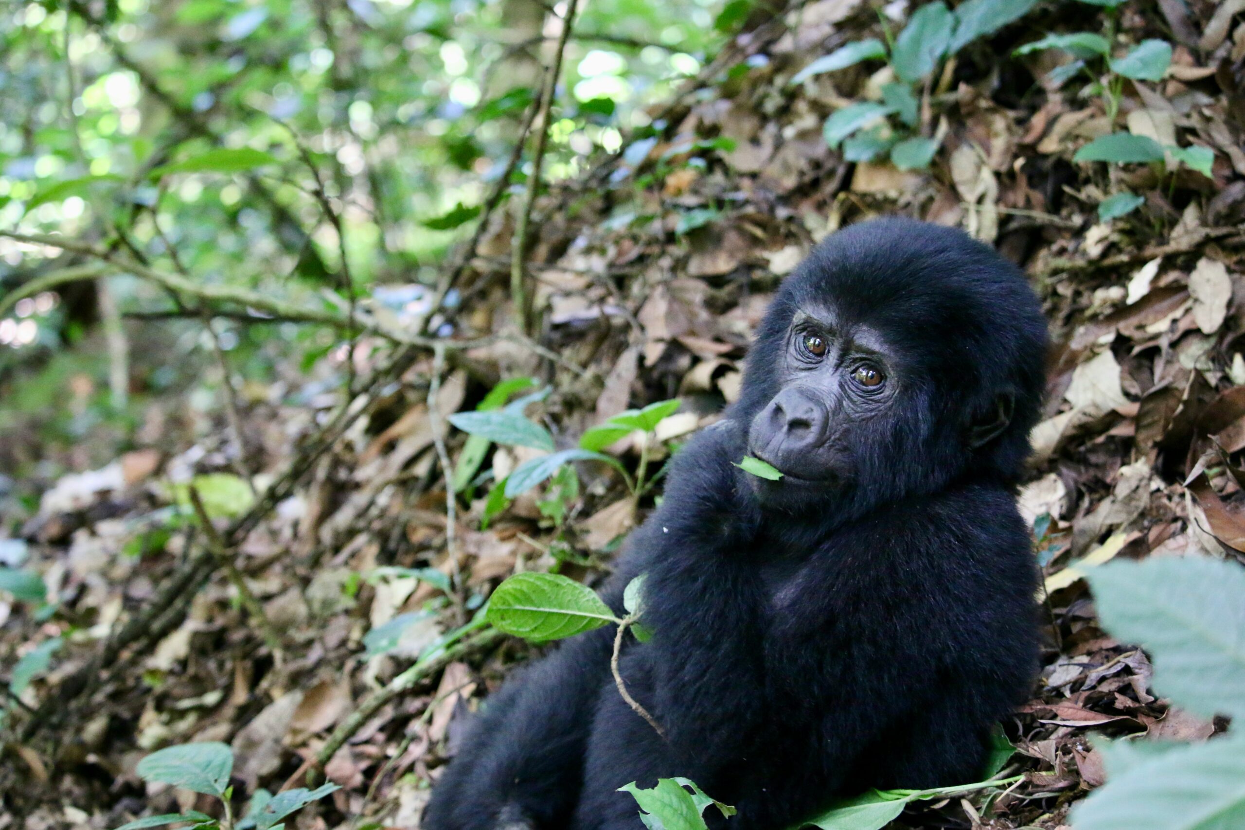 Gorilla Chimpanzee Trekking Uganda