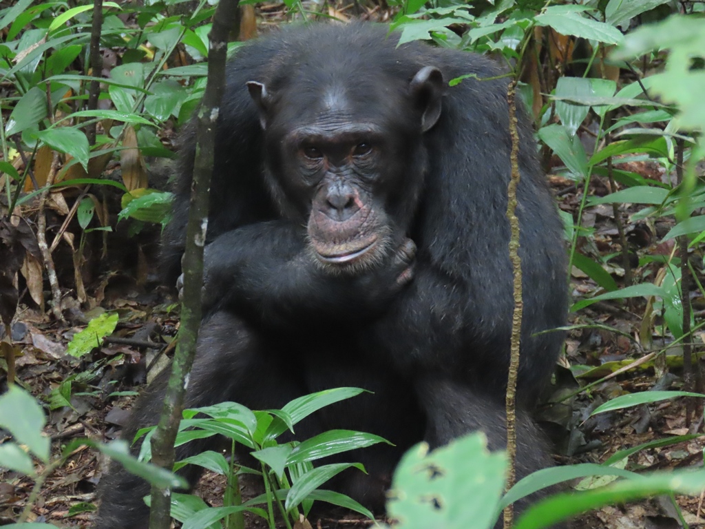 2 day chimpanzee adventure