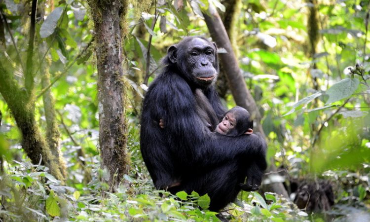 3 Day Chimpanzee Trekking Holiday