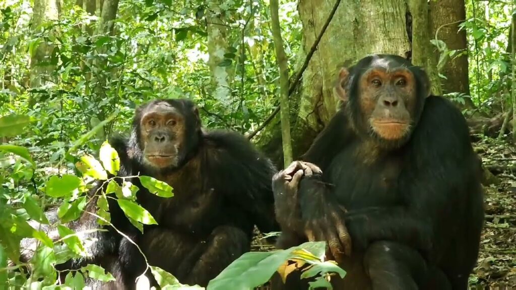 3 Day Chimpanzee Trekking Holiday