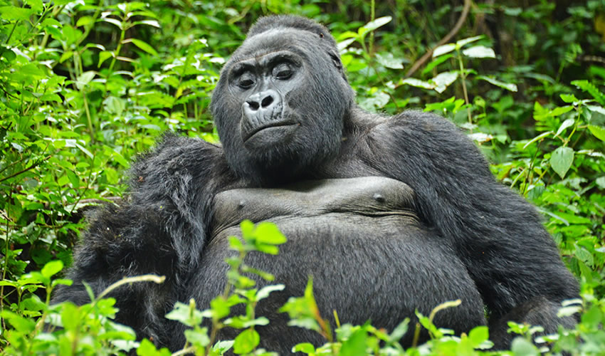 4 Day Gorilla Habituation