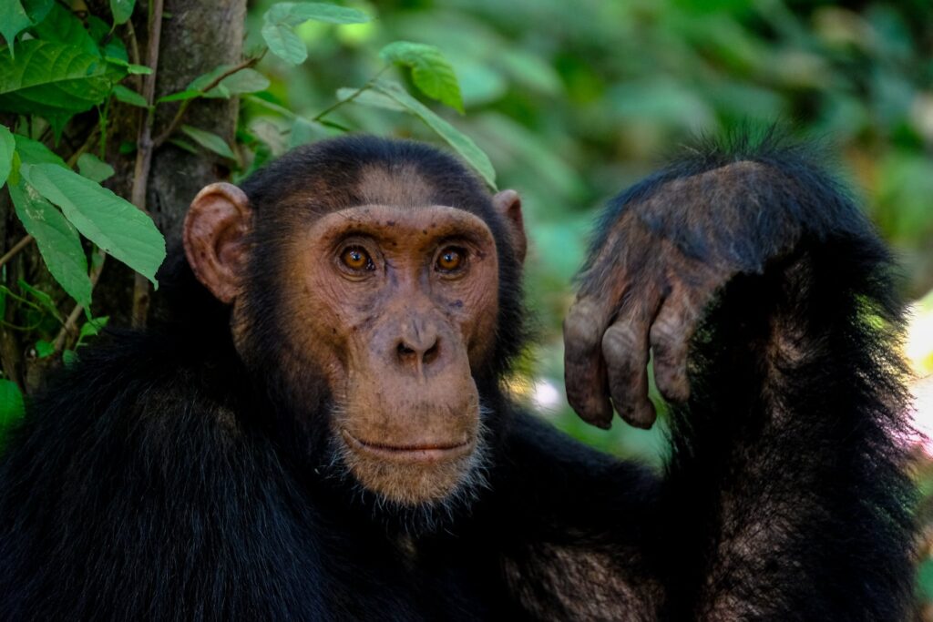 5-Day Primates Experience Uganda