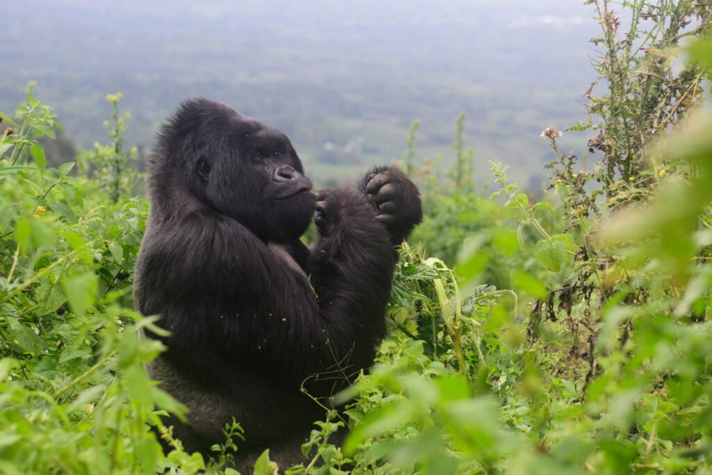 5-Day Primates Experience Uganda
