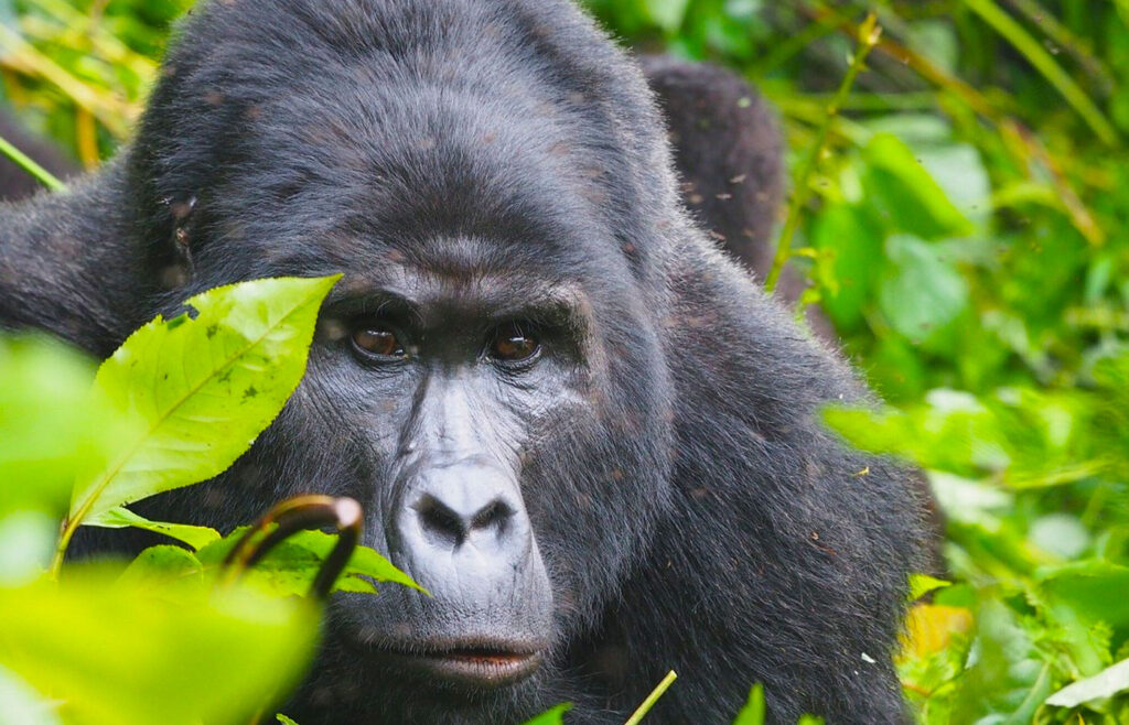 6-Day Double Gorilla Experience Uganda