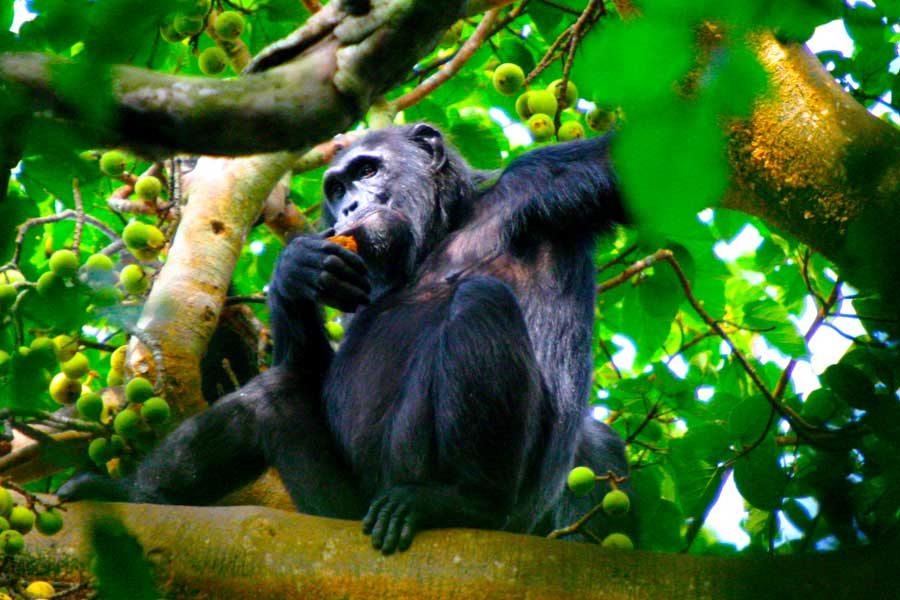 6 Day Primate Safari