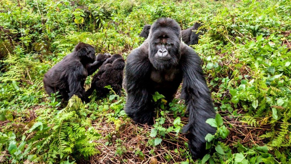 6-Day Double Gorilla Experience Uganda