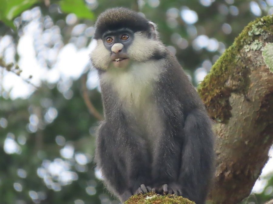 6 Day Primate Safari