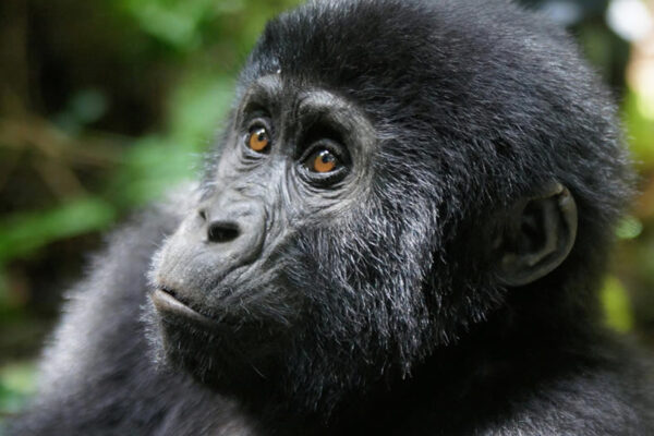 Tailor-Made Primate Safaris Tailor-Made Primate Safaris