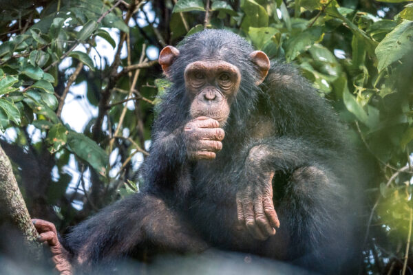 Tailor-Made Primate Safaris Tailor-Made Primate Safaris