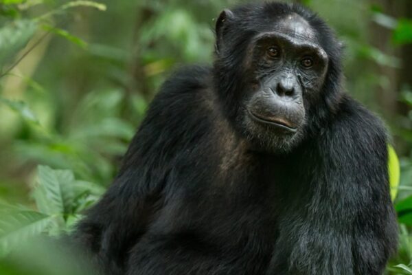 Tailor-Made Primate Safaris Tailor-Made Primate Safaris