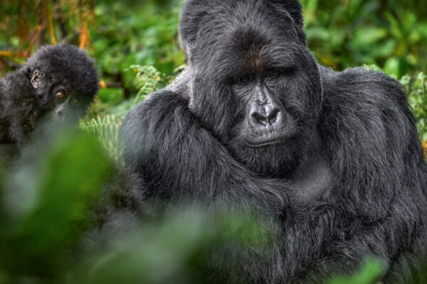 Tailor-Made Primate Safaris Gorillas Tailor-Made Primate Safaris Gorillas