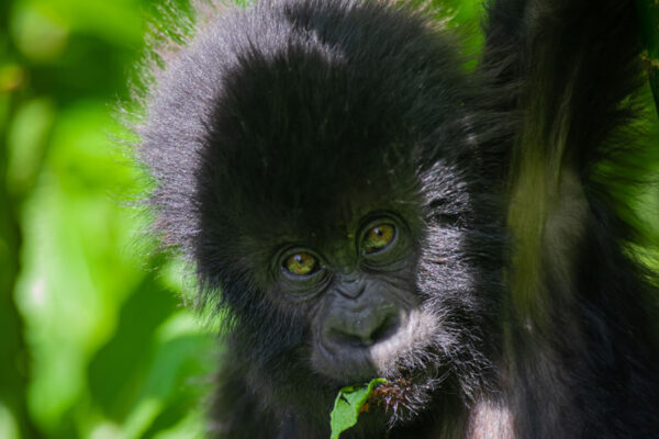 10-Day Rwanda and Uganda Primate Safari