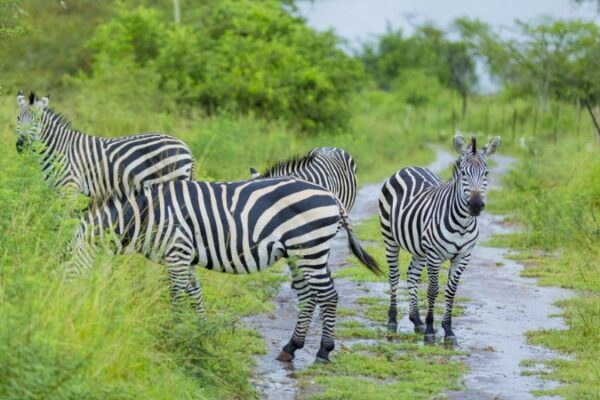 11-Day Rwanda Explorer Safari