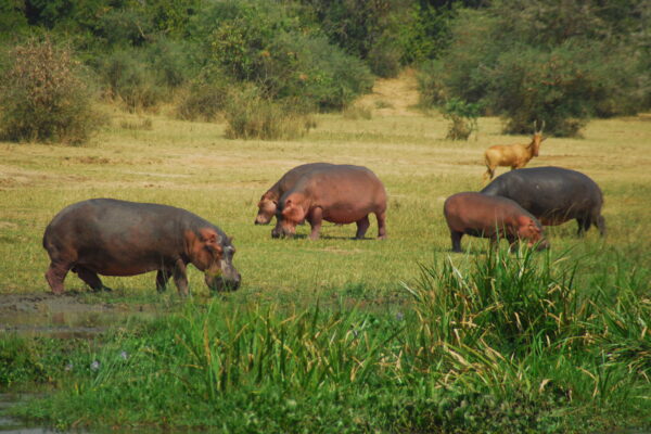 12-Day Uganda Primates and Savannah Safari