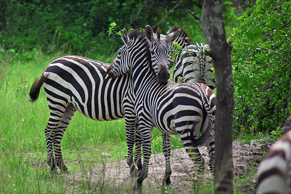 14-Day Ultimate Uganda Safari Package