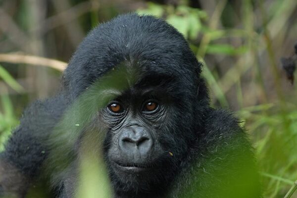 15-Day Uganda Luxury Gorilla and Wildlife Safari