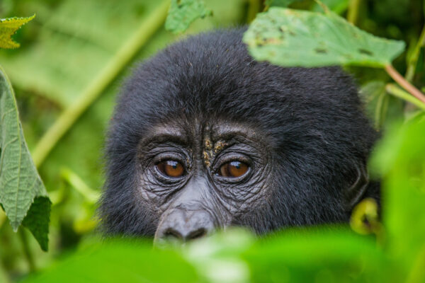 3-Day Bwindi Gorilla Trekking Safari