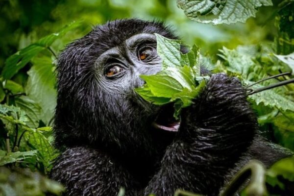 3-Day Rwanda Gorilla Trekking Safari