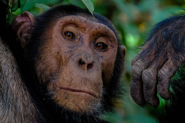 4-Day Kibale Chimpanzee and Bigodi Swamp Tour