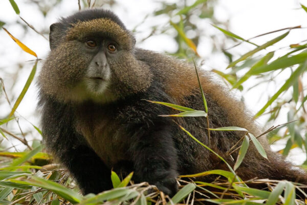 4-Day Rwanda Gorilla and Golden Monkey Safari